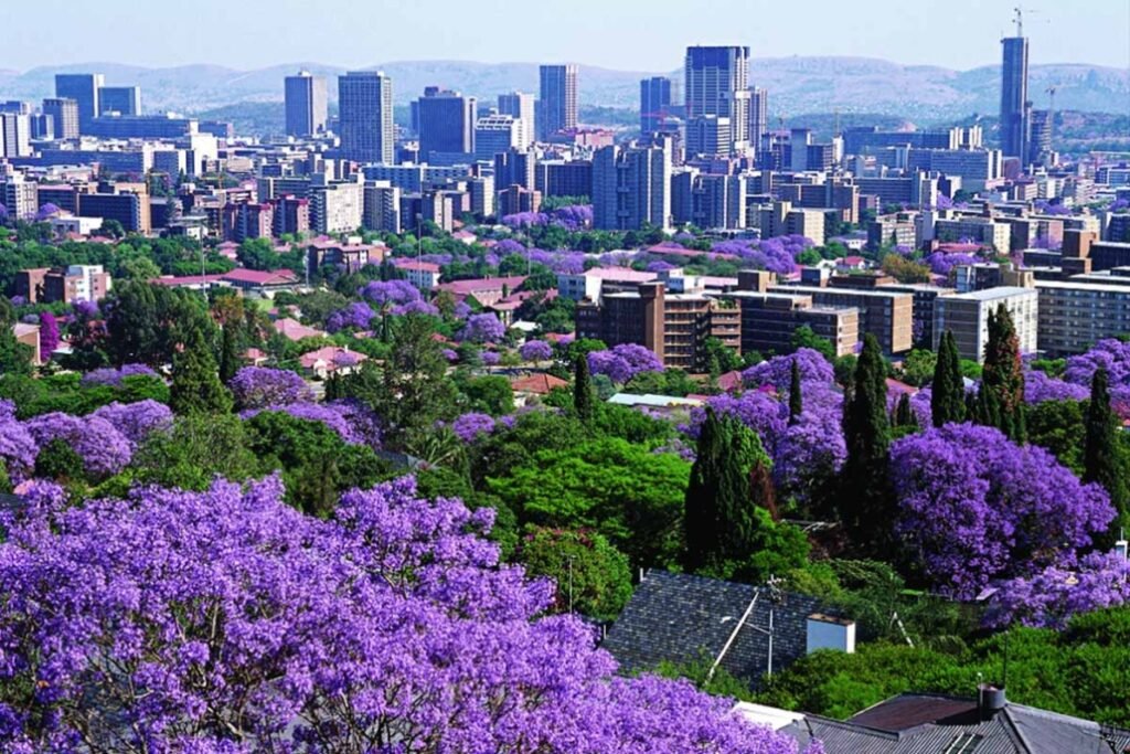 SEO A cityscape with numerous tall buildings is set against a backdrop of flowering purple jacaranda trees and distant mountains.